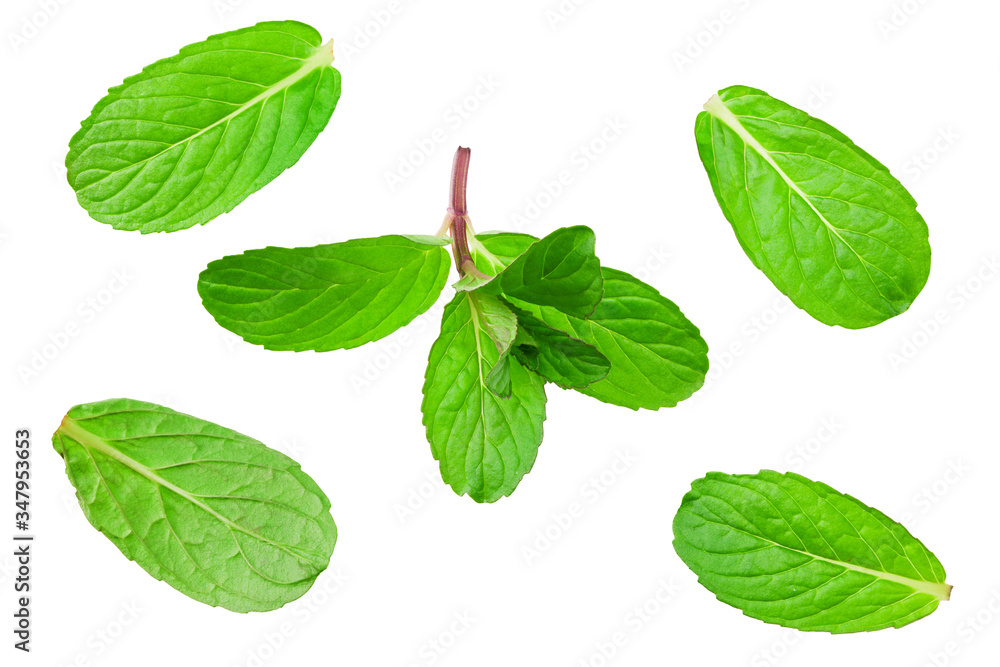 Fresh mint leaves isolated on white background. top view Fresh mint leaves isolated on white background. top view
