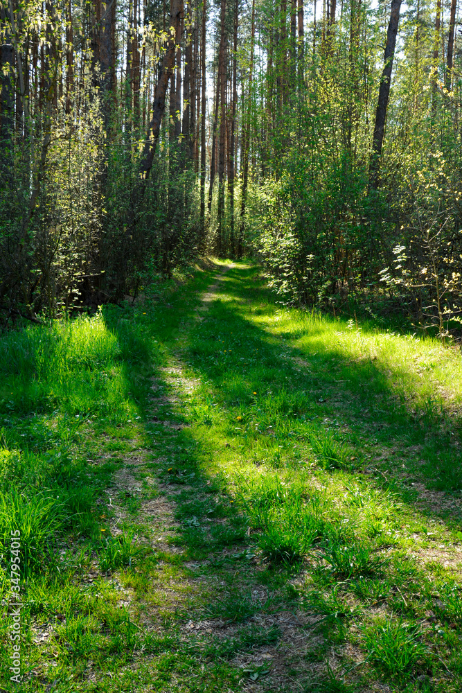 The sun shines through the trees in a pine forest on clear spring day The sun shines through the trees in a pine forest on clear spring day