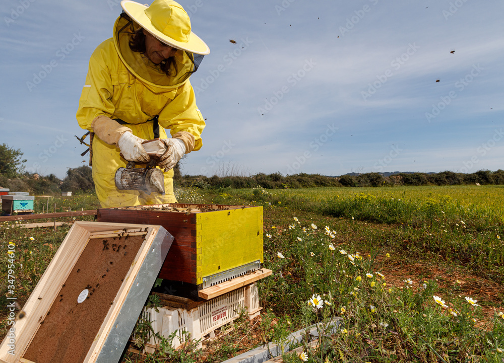 Unrecognizable woman beekeepers in protective costume and mask using smoker while inspecting honeycomb in apiary Unrecognizable woman beekeepers in protective costume and mask using smoker while inspecting honeycomb in apiary