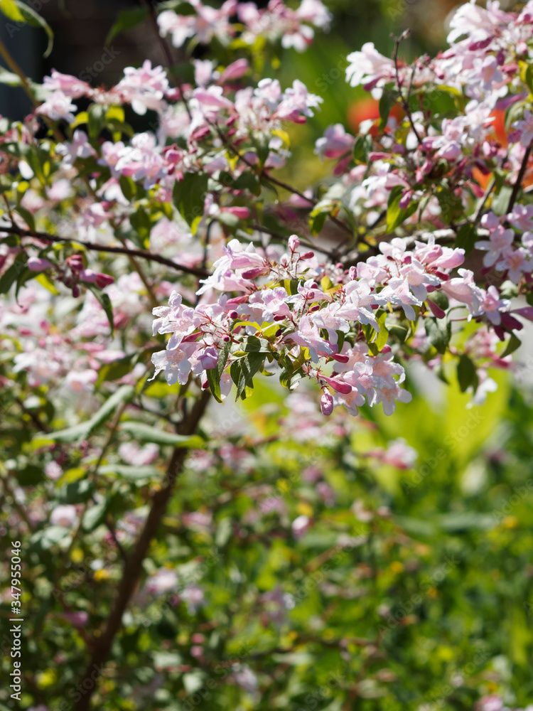Obraz premium Kolkwitzie oder Perlmuttstrauch (Kolkwitzia amabilis)