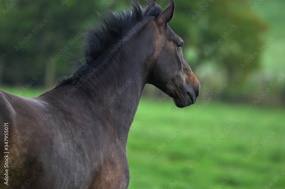 Obraz premium Portrait of beautiful horse with long mane. Domestic animal in farm. Farm concept
