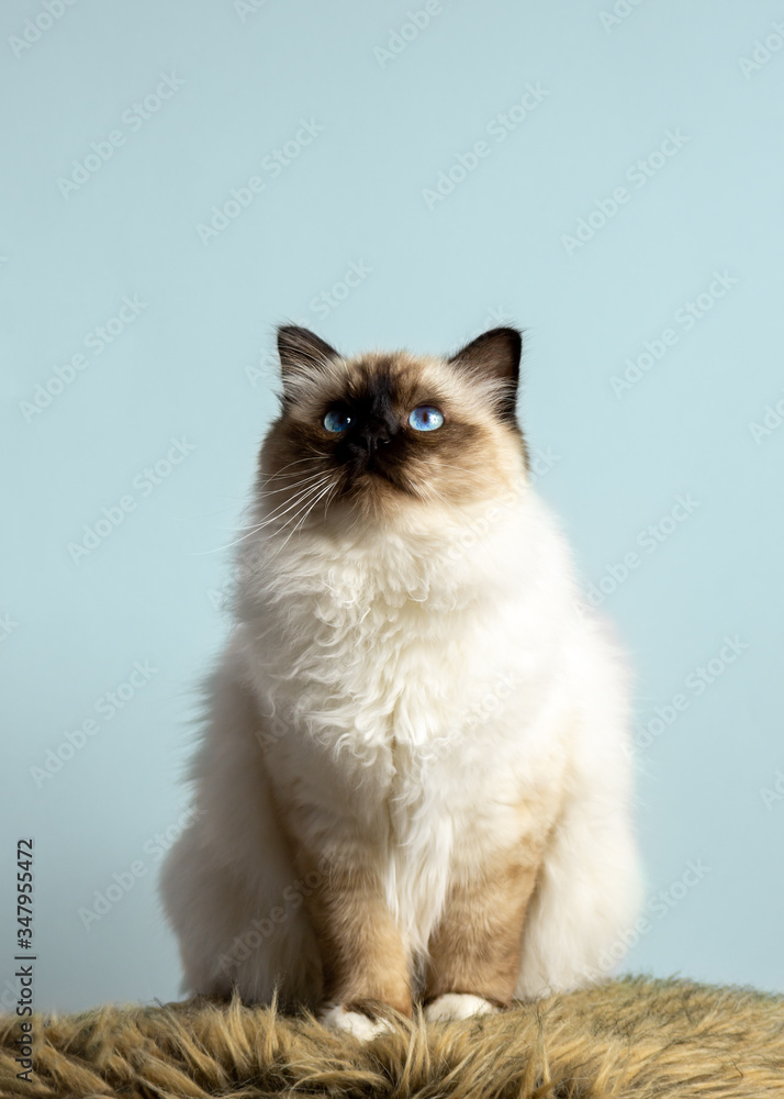 birman cat on blue background