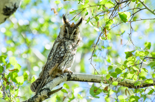 a barn owl sits on a birch branch, among the leaves. Concept - protection of rare animals