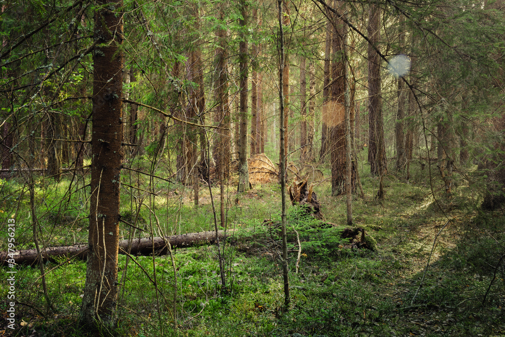 Atmospheric forest at sunset or dawn, with fog or with sun rays, after sunset Atmospheric forest at sunset or dawn, with fog or with sun rays, after sunset