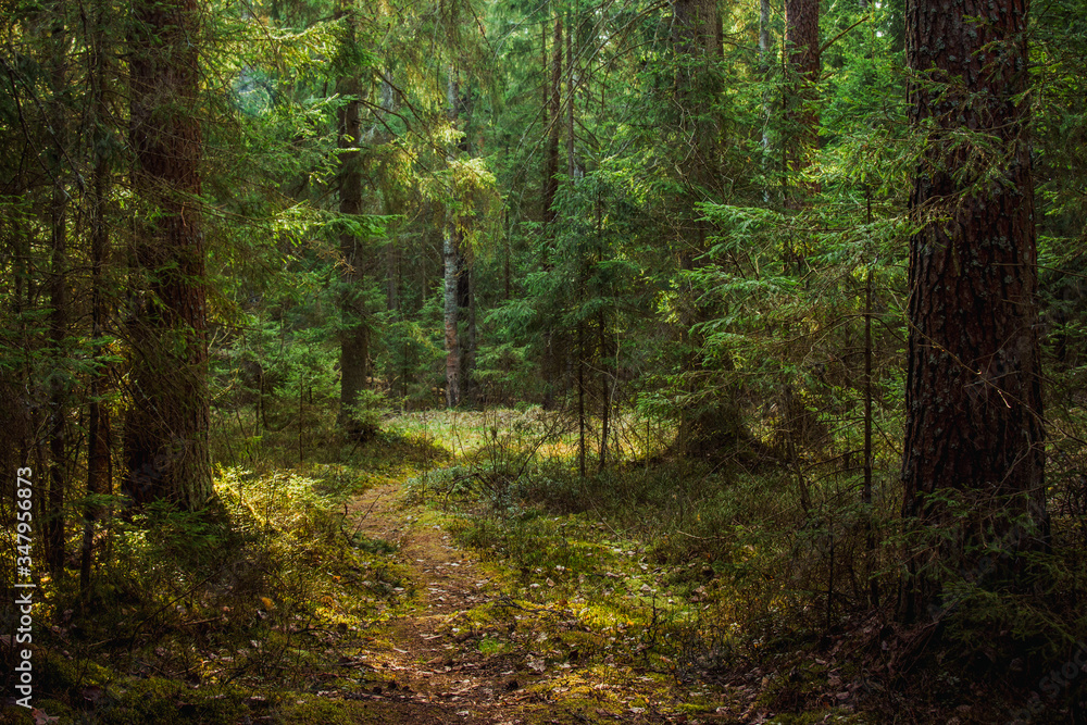 Atmospheric forest at sunset or dawn, with fog or with sun rays, after sunset Atmospheric forest at sunset or dawn, with fog or with sun rays, after sunset