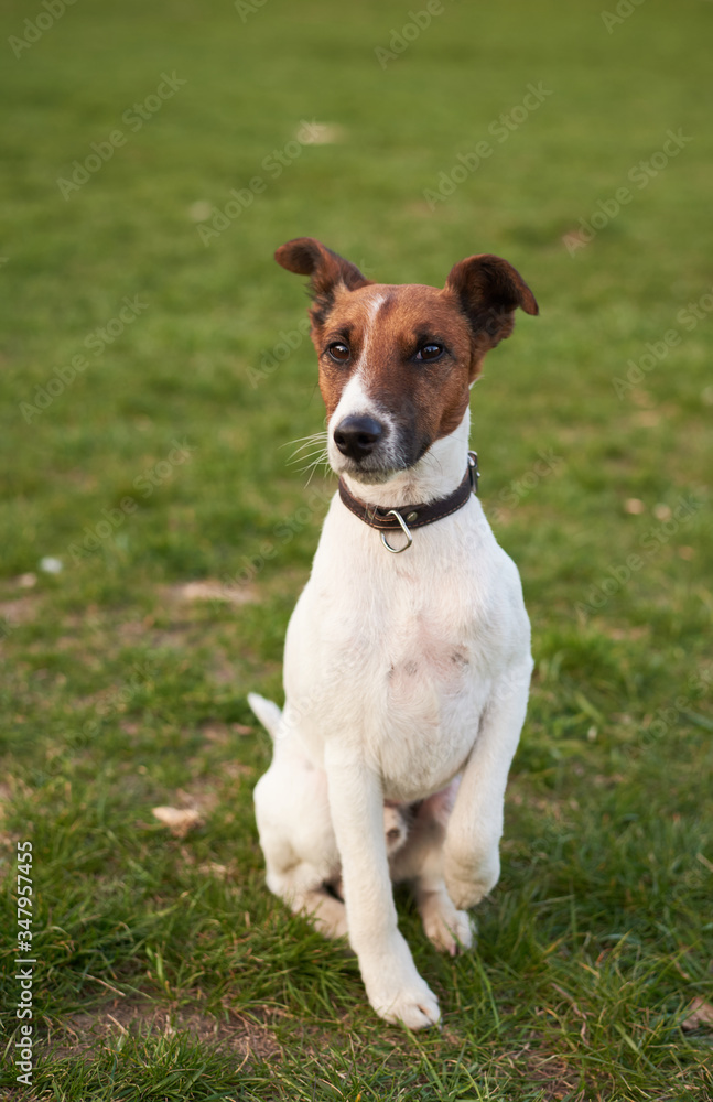 Jack Russell Terrier Posing