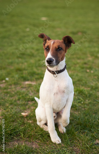 Jack Russell Terrier Posing