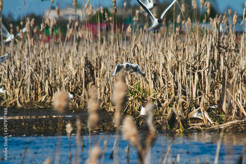 river gulls build nests on floating islands in the middle of the lake
