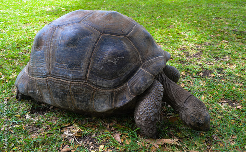 Huge turtle in a park on a tropical island