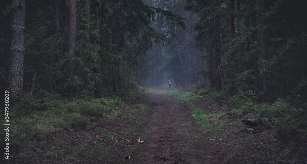 Fototapeta premium Forest panorama, with mood and fog