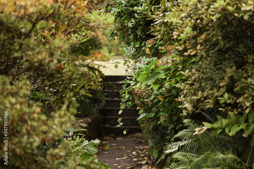 Secluded mystery staircase hidden in overgrown garden