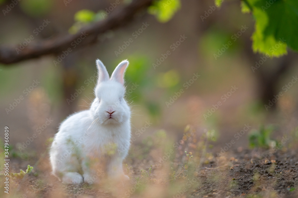 Little rabbit on green grass in summer day Little rabbit on green grass in summer day