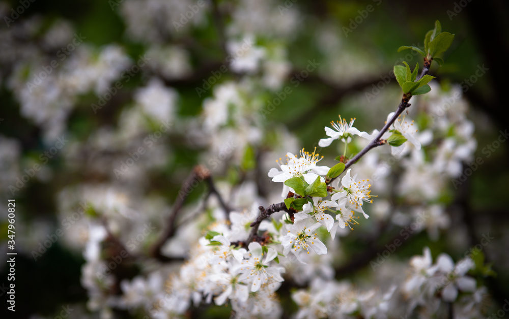Cherry blossom in the spring.Flowers of a fruit tree in the spring, the flowering period in may. Allergy Cherry blossom in the spring.Flowers of a fruit tree in the spring, the flowering period in may. Allergy