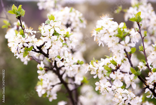 Cherry blossom in the spring.Flowers of a fruit tree in the spring, the flowering period in may. Allergy