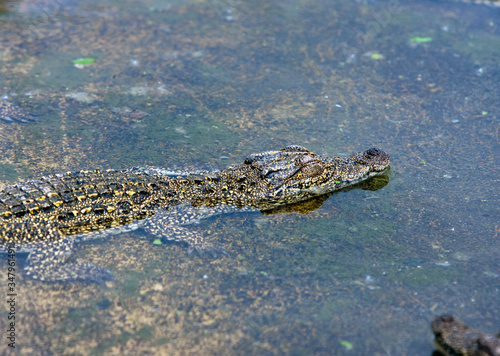 young crocodiles in the water