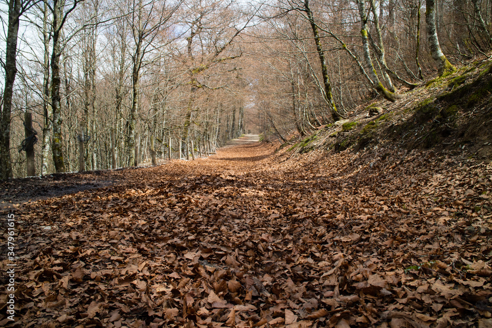 path in the forest path in the forest