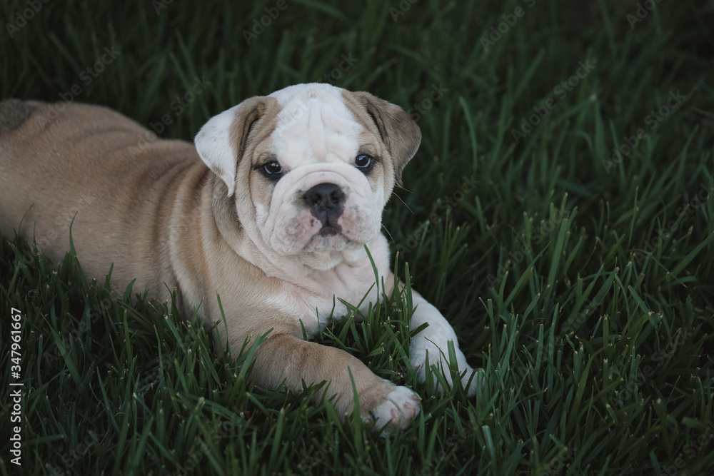 White and brown bulldog puppy playing in the grass