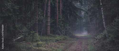 Forest panorama, with mood and fog