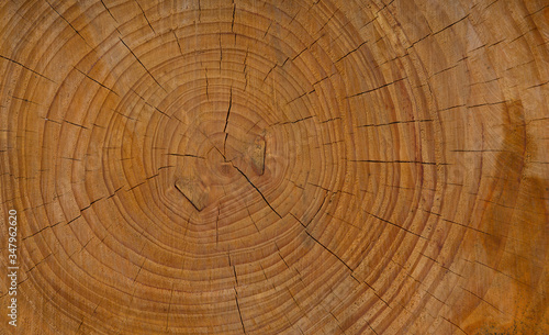 Tree stump background. Cut wood texture pattern background