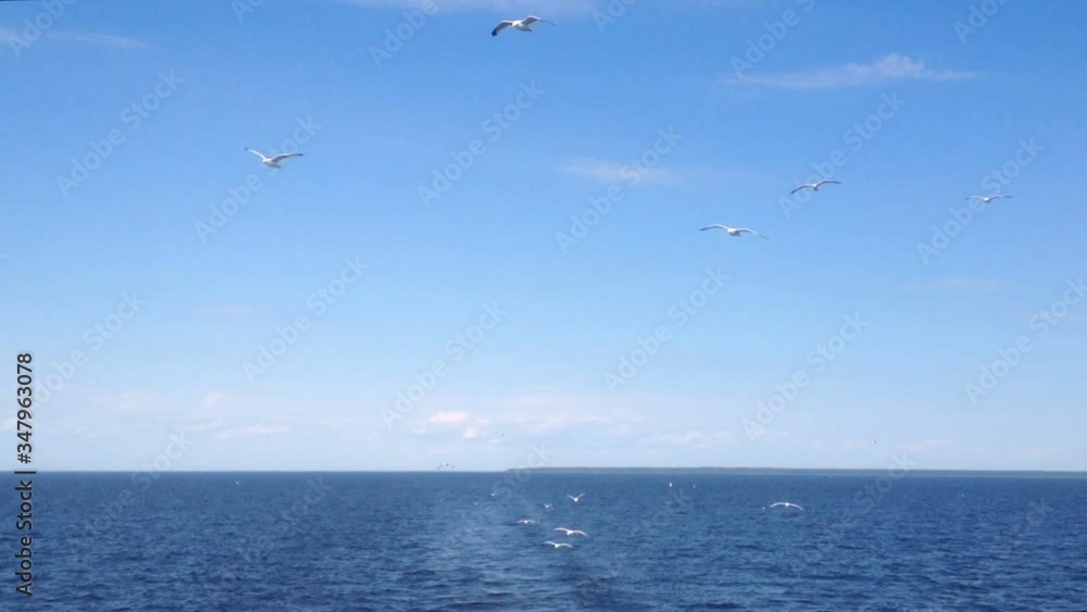 A flock of seagulls flying behind a cruise ship A flock of seagulls flying behind a cruise ship