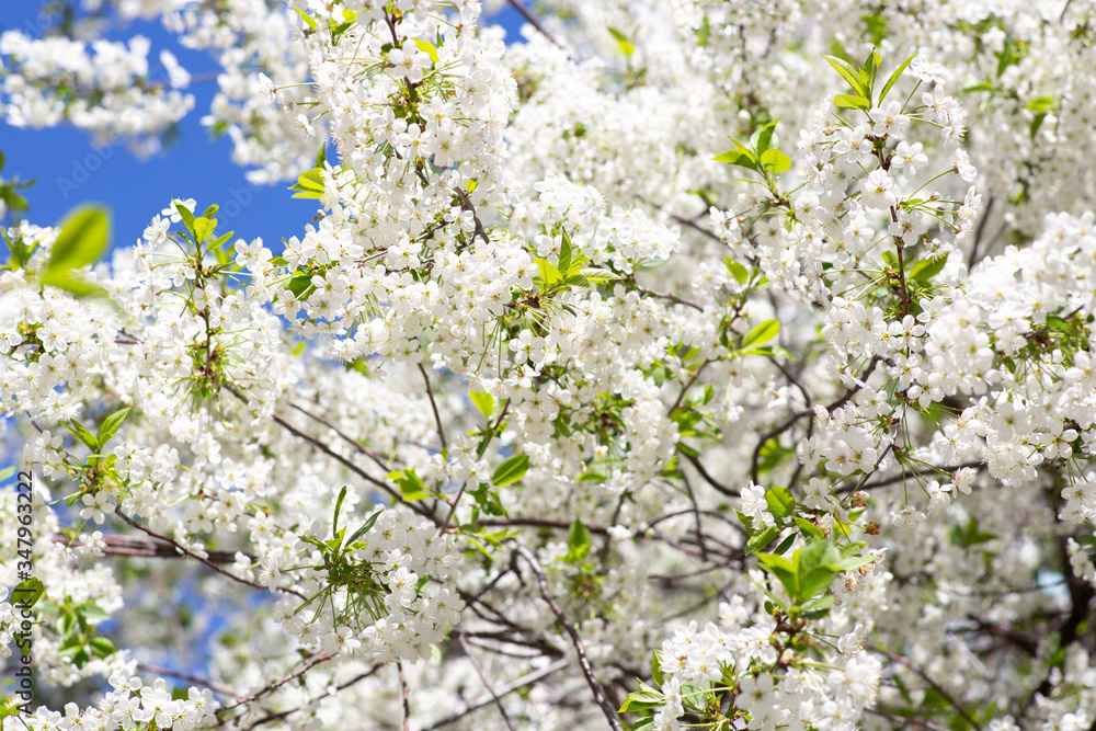 Cherry in full bloom Cherry in full bloom