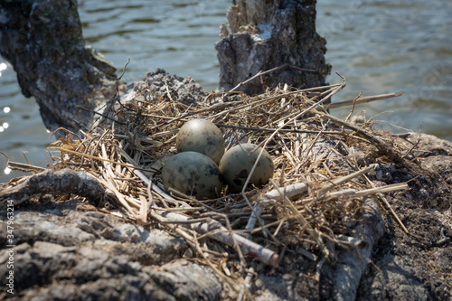 Lachmöwen Nest