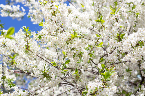 Cherry in full bloom