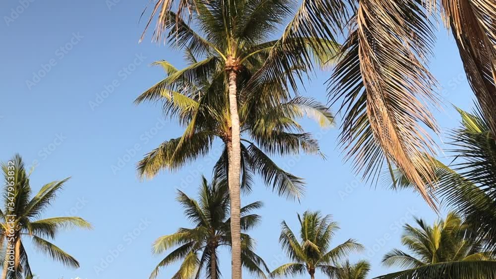 Coconut Trees moving in the Wind against blue Skys on a Beach in Thailand Coconut Trees moving in the Wind against blue Skys on a Beach in Thailand