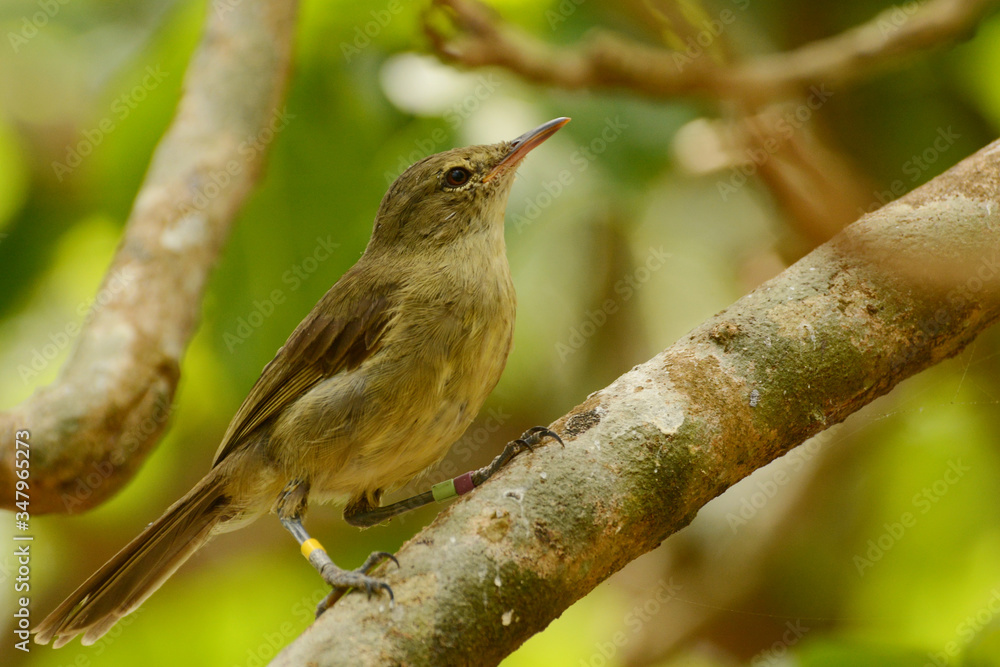 Seychelles Warbler (Acrocephalus sechellensis) on Cousin Island, Seychelles, the place where this species came back from the brink of extinction Seychelles Warbler (Acrocephalus sechellensis) on Cousin Island, Seychelles, the place where this species came back from the brink of extinction