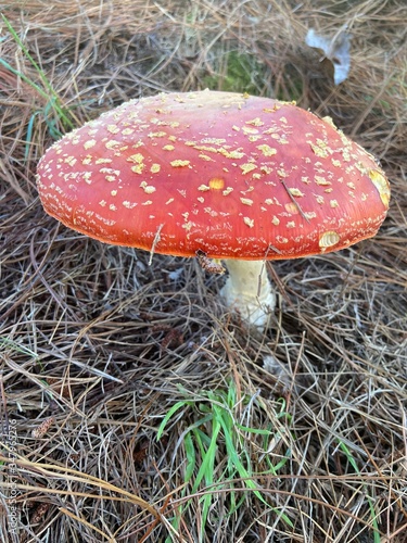 Red Toadstool / Mushroom in forest