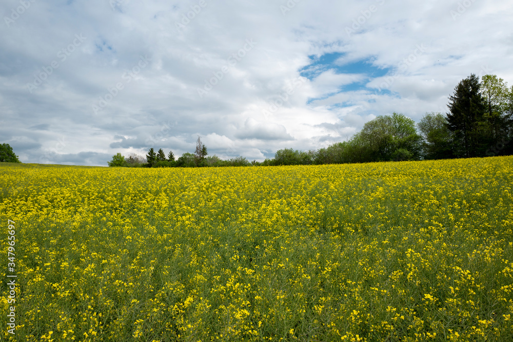 Rapsfeld im Sauerland in voller Blüte Rapsfeld im Sauerland in voller Blüte