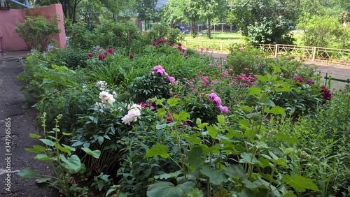 pink flowers in the garden