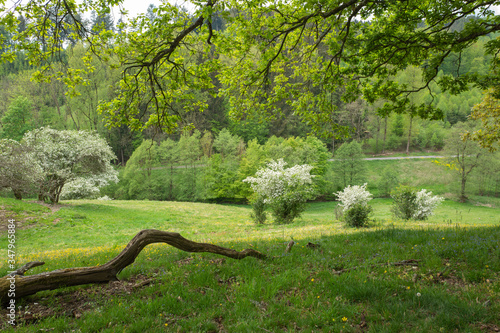 Blühende Bäume auf Wiese im Sauerland © scaleworker