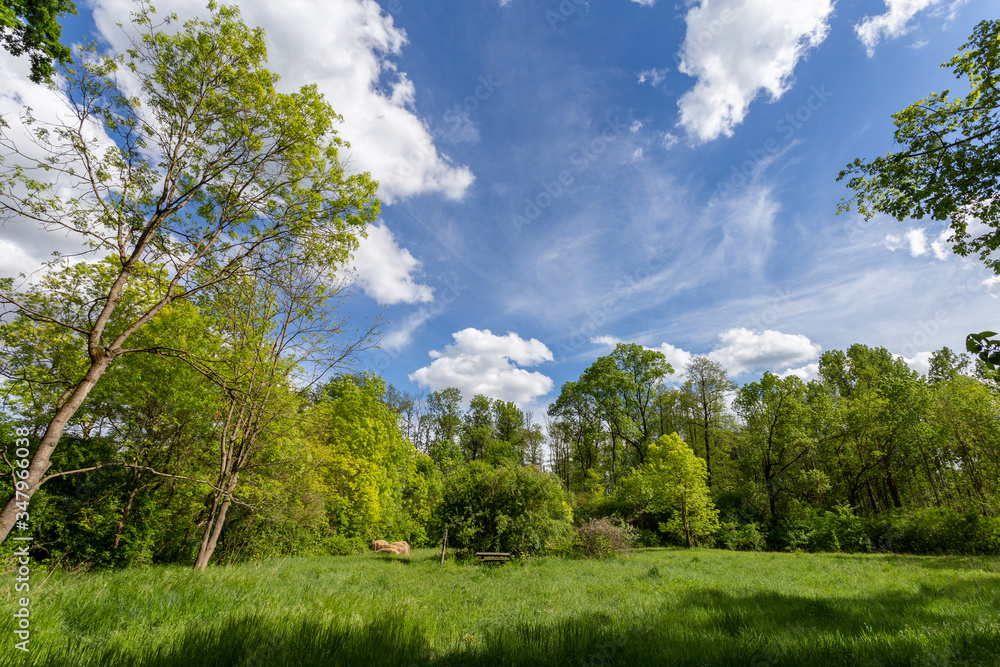 Beautiful meadow in the forest near the village Ocsa, Hungary Beautiful meadow in the forest near the village Ocsa, Hungary