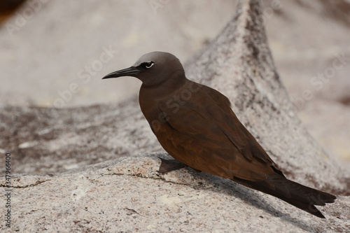 Brown noddy (Anous stolidus) perched on rocks on Cousin Island, Seychelles photo