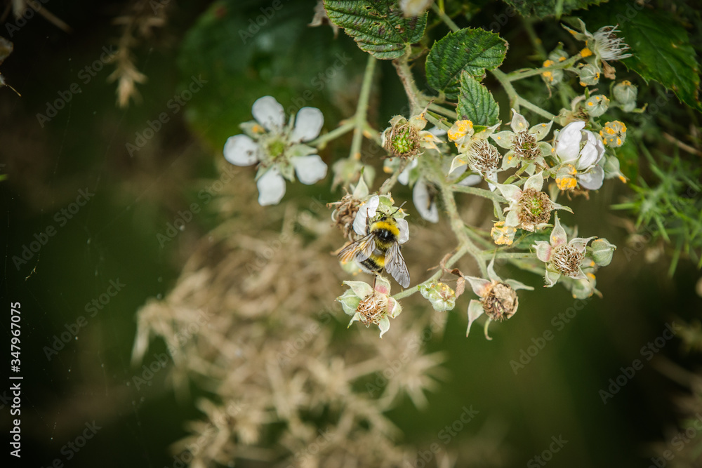 bee on a flower bee on a flower