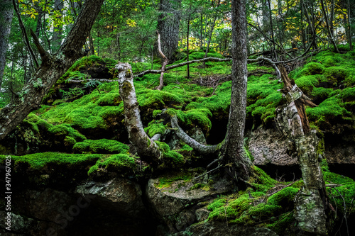 Moss in a forest