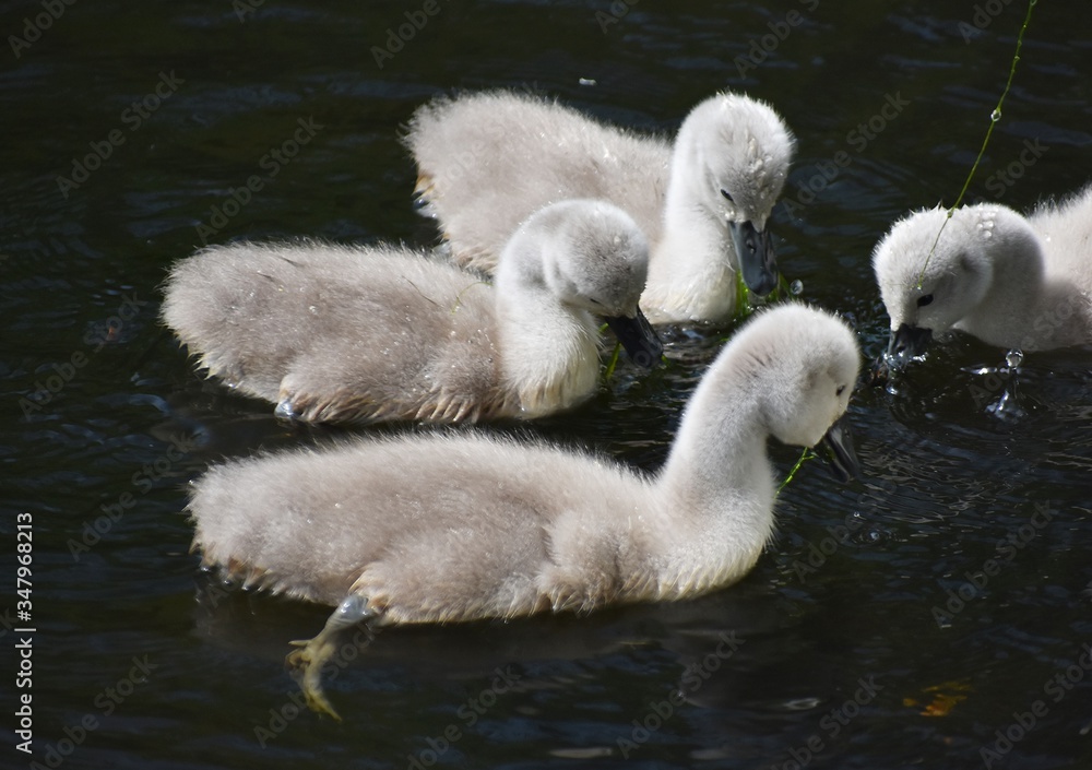 Fototapeta premium Cute fluffy Mute Swan cygnets, swimming on a lake.