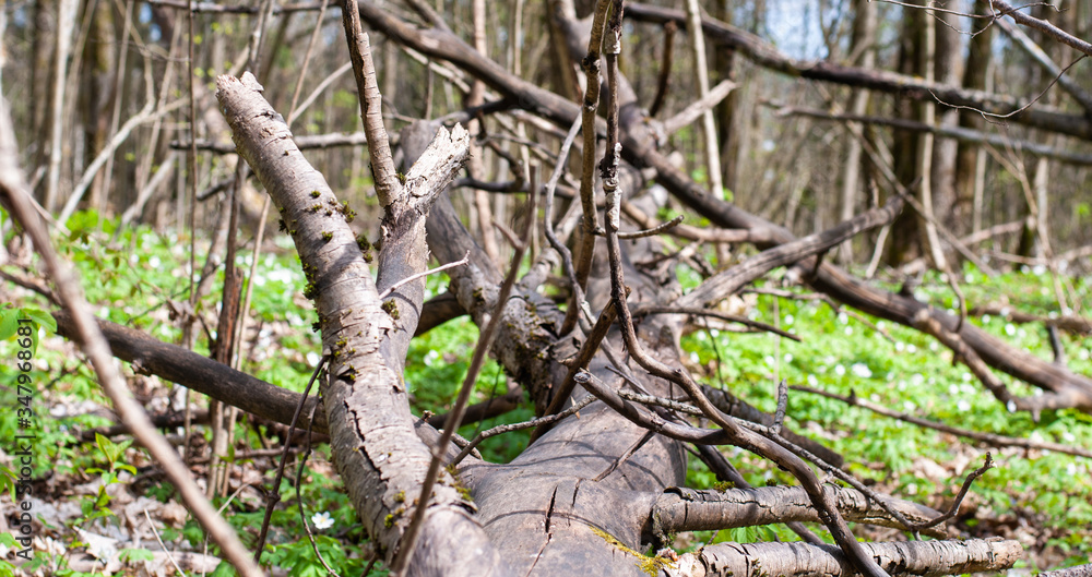 Fototapeta premium The brown wood texture with natural patterns