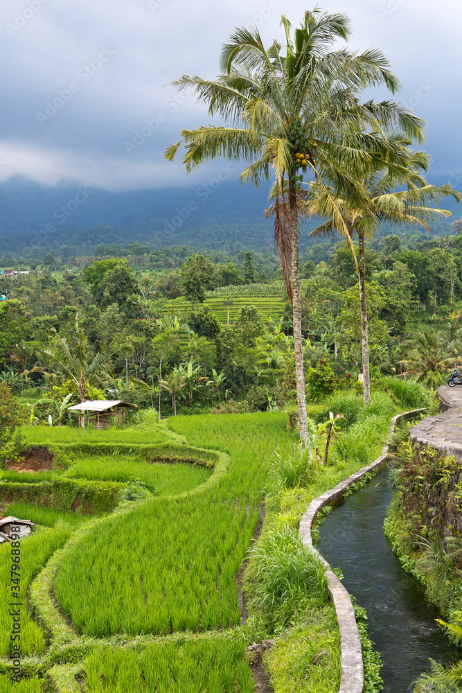 view of rice terraces in cloudy day. Indonesia. Bali.