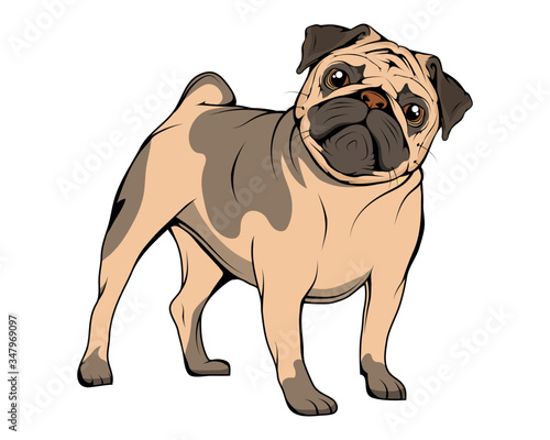 Adorable Pug puppies. Humor poster, t-shirt composition, hand drawn style print. Cute dog of pug breed. Portrait of the dog. Cute friendly fat chubby fawn sitting pug puppy. Dogs, pets, animal.