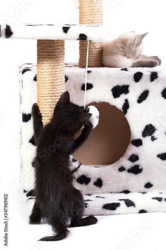 Kittens play in the game complex for cats. photo