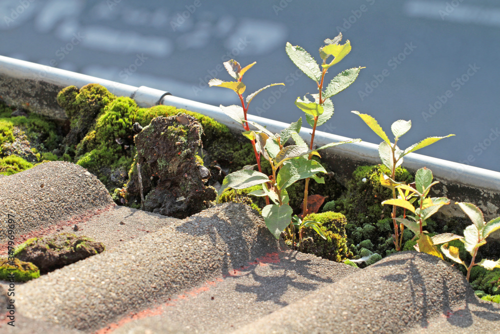 Fényképezés gutter_plant