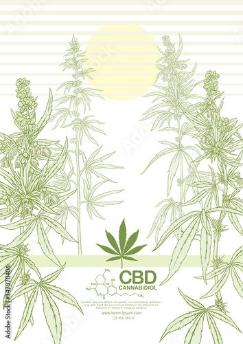 Hemp, Cannabis plant. Template, poster, card, good for product label. Vector illustration in light green colors.