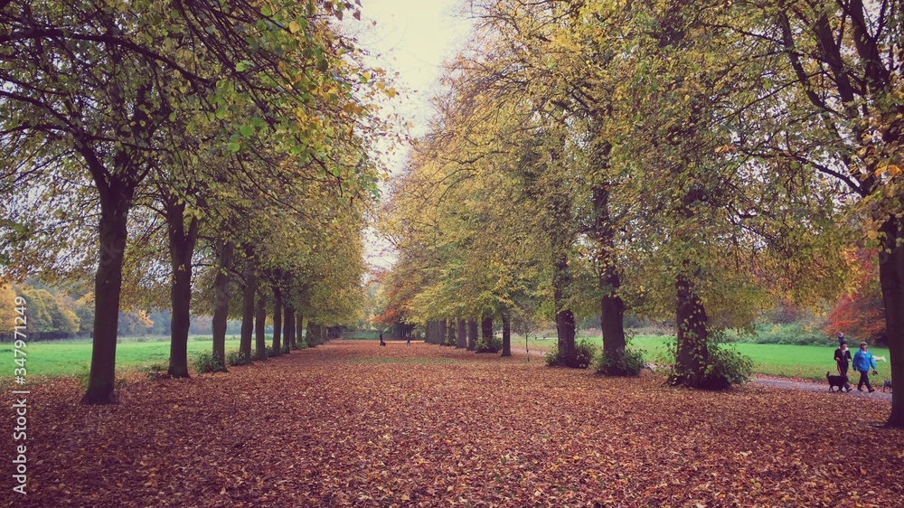 Naklejka premium autumn in the park