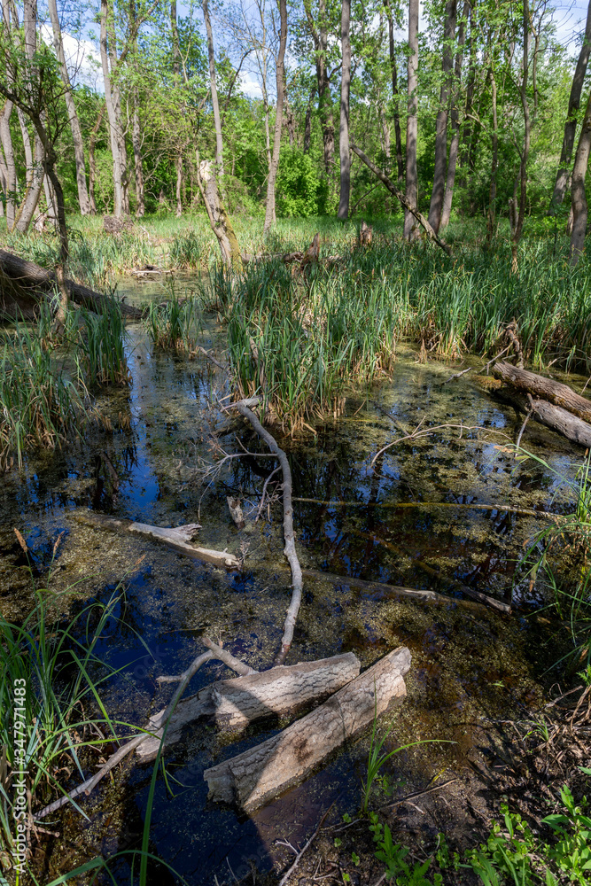 Swampy marsh in the forest near the village Ocsa, Hungary Swampy marsh in the forest near the village Ocsa, Hungary