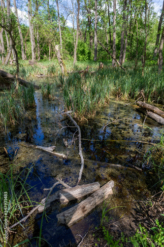 Swampy marsh in the forest near the village Ocsa  Hungary