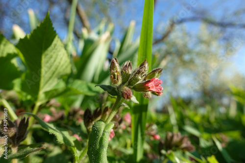 close up of the green flower in early spring photo