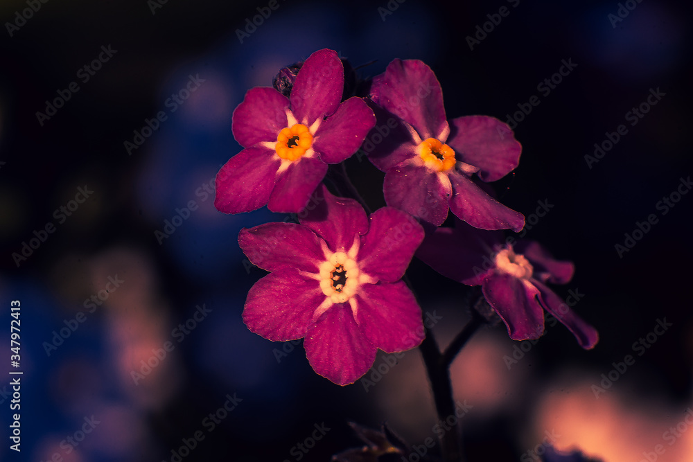 red and yellow orchid flower red and yellow orchid flower