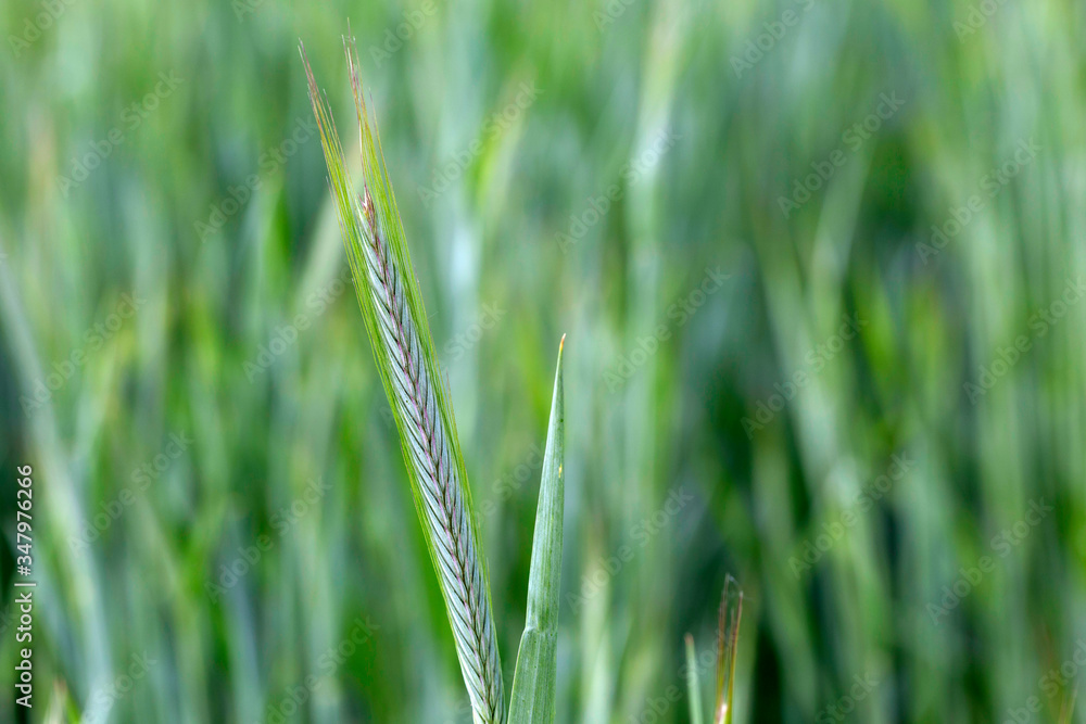 Detail of the young green Rye Spike Detail of the young green Rye Spike